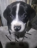Bo (Call-Text), a male Border Collie for sale in Cape Girardeau, MO – 5 of 10