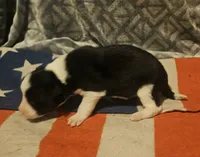 Jay, a male Border Collie for sale in Cape Girardeau, MO – 5 of 10