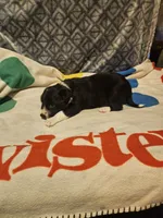 Misty (T-Cup), a female Chihuahua for sale in Cape Girardeau, MO – 5 of 10
