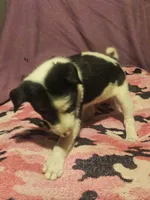 Tia (Call-Text), a female Border Collie for sale in Cape Girardeau, MO – 2 of 10
