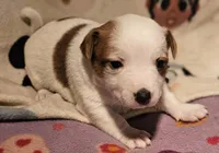 Flo, a female Chihuahua for sale in Cape Girardeau, MO – Photo 10 of 10