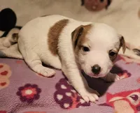 Flo, a female Chihuahua for sale in Cape Girardeau, MO – Photo 6 of 10