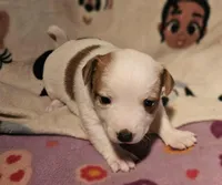 Flo, a female Chihuahua for sale in Cape Girardeau, MO – Photo 9 of 10