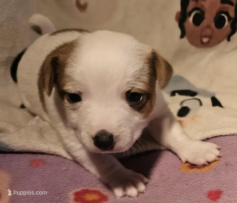 Flo, a female Chihuahua for sale in Cape Girardeau, MO – Photo 1 of 10