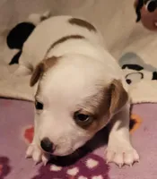 Flo, a female Chihuahua for sale in Cape Girardeau, MO – Photo 5 of 10