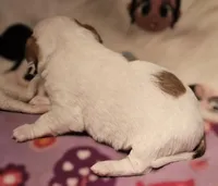 Flo, a female Chihuahua for sale in Cape Girardeau, MO – Photo 7 of 10