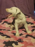 Suzy (Call-Text), a female Border Collie for sale in Cape Girardeau, MO – 7 of 10