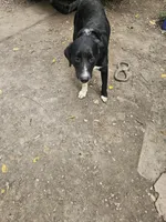 Ice, a male Border Collie for sale in Cape Girardeau, MO – 5 of 5