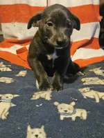 Filly (Lilac Blue Color), a female Border Collie for sale in Cape Girardeau, MO – 7 of 10