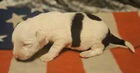 Inman, a male Border Collie for sale in Cape Girardeau, MO – 8 of 10
