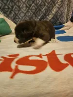 Duke, a male Border Collie for sale in Cape Girardeau, MO – 10 of 10