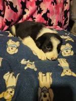 Jay, a male Border Collie for sale in Cape Girardeau, MO – 5 of 10