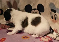 Gee, a female Chihuahua for sale in Cape Girardeau, MO – Photo 2 of 10