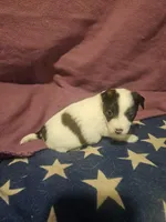 Gee (T-Cup, Fluffy), a female Chihuahua for sale in Cape Girardeau, MO – Photo 5 of 10