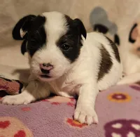 Gee, a female Chihuahua for sale in Cape Girardeau, MO – Photo 5 of 10
