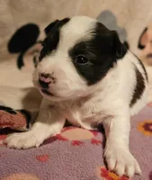 Gee, a female Chihuahua for sale in Cape Girardeau, MO – Photo 9 of 10