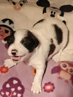 Gee, a female Chihuahua for sale in Cape Girardeau, MO – Photo 1 of 10