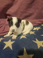 Gee (T-Cup, Fluffy), a female Chihuahua for sale in Cape Girardeau, MO – Photo 3 of 10