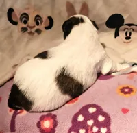 Gee, a female Chihuahua for sale in Cape Girardeau, MO – Photo 6 of 10