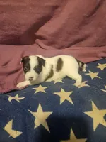 Gee (T-Cup, Fluffy), a female Chihuahua for sale in Cape Girardeau, MO – Photo 8 of 10