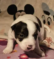 Gee, a female Chihuahua for sale in Cape Girardeau, MO – Photo 3 of 10