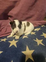 Gee (T-Cup, Fluffy), a female Chihuahua for sale in Cape Girardeau, MO – Photo 2 of 10