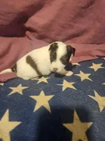 Gee (T-Cup, Fluffy), a female Chihuahua for sale in Cape Girardeau, MO – Photo 7 of 10