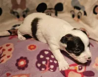 Gee, a female Chihuahua for sale in Cape Girardeau, MO – Photo 10 of 10