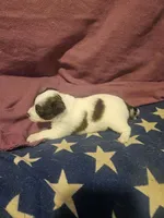 Gee (T-Cup, Fluffy), a female Chihuahua for sale in Cape Girardeau, MO – Photo 9 of 10