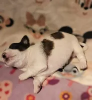 Gee, a female Chihuahua for sale in Cape Girardeau, MO – Photo 8 of 10