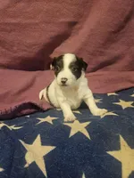 Gee (T-Cup, Fluffy), a female Chihuahua for sale in Cape Girardeau, MO – Photo 6 of 10