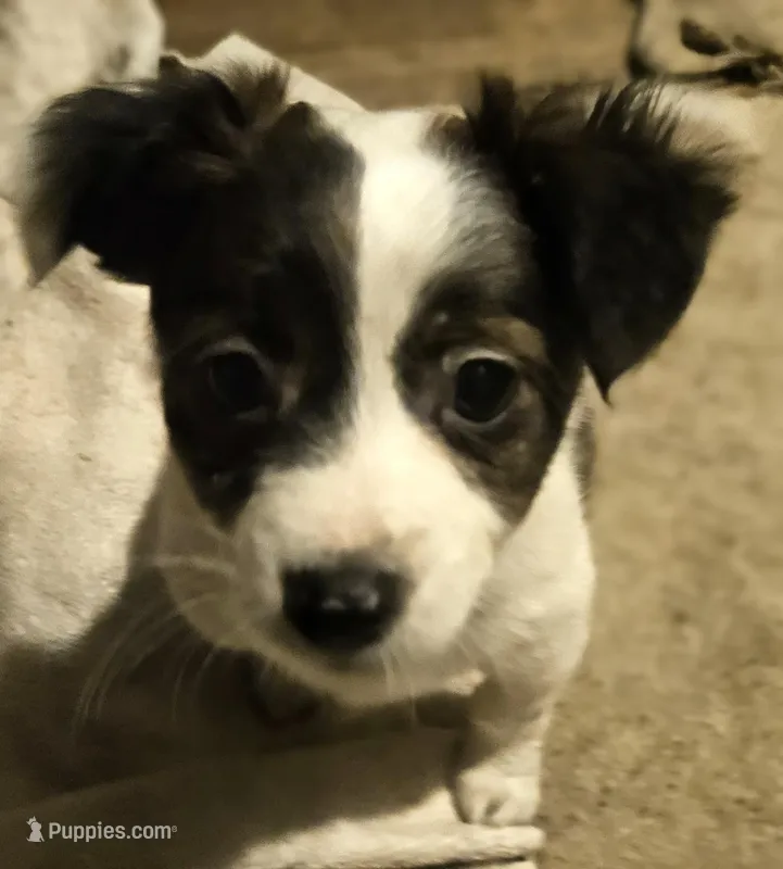 Gee (T-Cup, Fluffy) – Chihuahua puppy for sale in Cape Girardeau, MO
