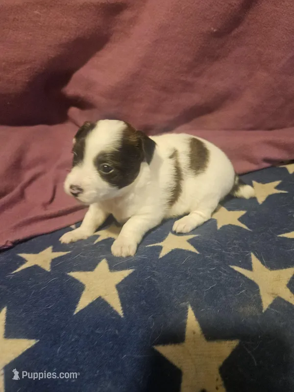 Gee – Chihuahua puppy for sale in Cape Girardeau, MO