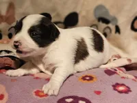 Gee, a female Chihuahua for sale in Cape Girardeau, MO – Photo 7 of 10