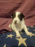 Gee (T-Cup, Fluffy), a female Chihuahua for sale in Cape Girardeau, MO – Photo 4 of 10