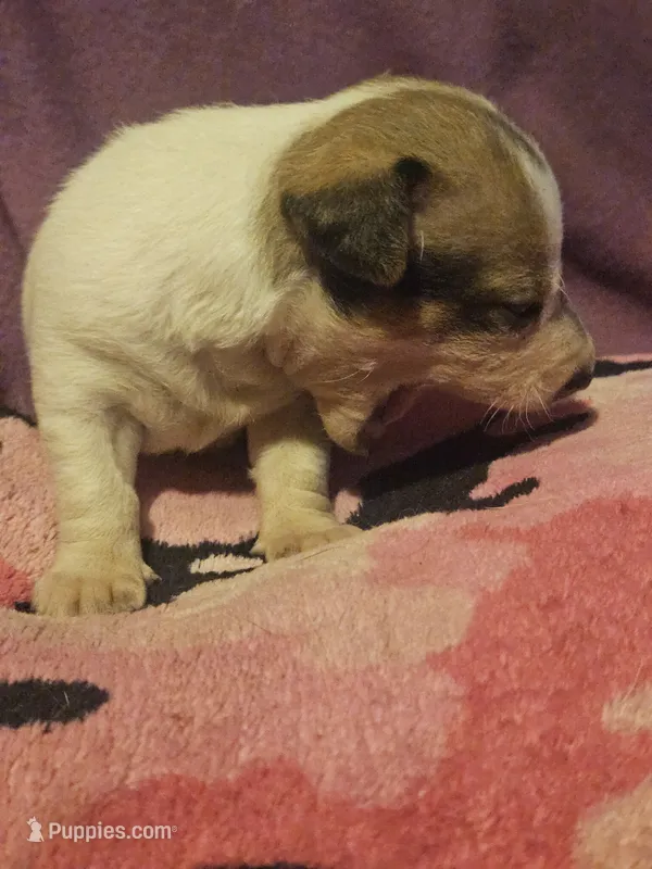 Diane – Chihuahua puppy for sale in Cape Girardeau, MO