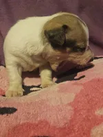 Diane, a female Chihuahua for sale in Cape Girardeau, MO – 4 of 10