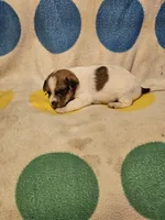 Buddy (T-Cup, Call-Text), a male Chihuahua for sale in Cape Girardeau, MO – 10 of 10