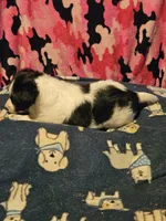 Price (T-Cup), a female Chihuahua for sale in Cape Girardeau, MO – 2 of 10