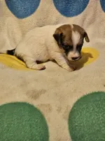 Buddy (T-Cup, Call-Text), a male Chihuahua for sale in Cape Girardeau, MO – 2 of 10
