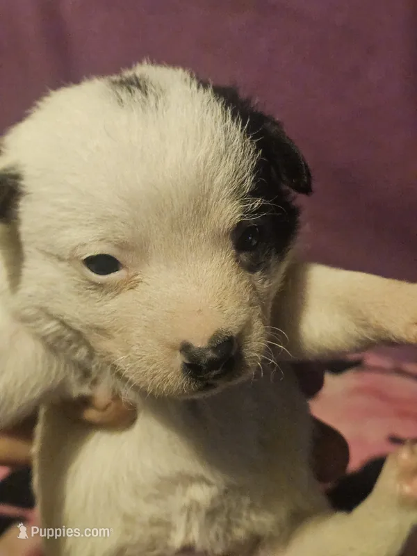 Billie (Call-Text) – Chihuahua puppy for sale in Cape Girardeau, MO