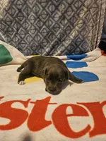 Filly "Lilac:, a female Border Collie for sale in Cape Girardeau, MO – 1 of 10