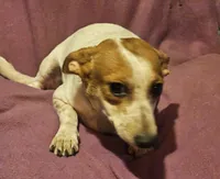 Princess (Trained/Call-Text), a female Chihuahua for sale in Cape Girardeau, MO – 2 of 10