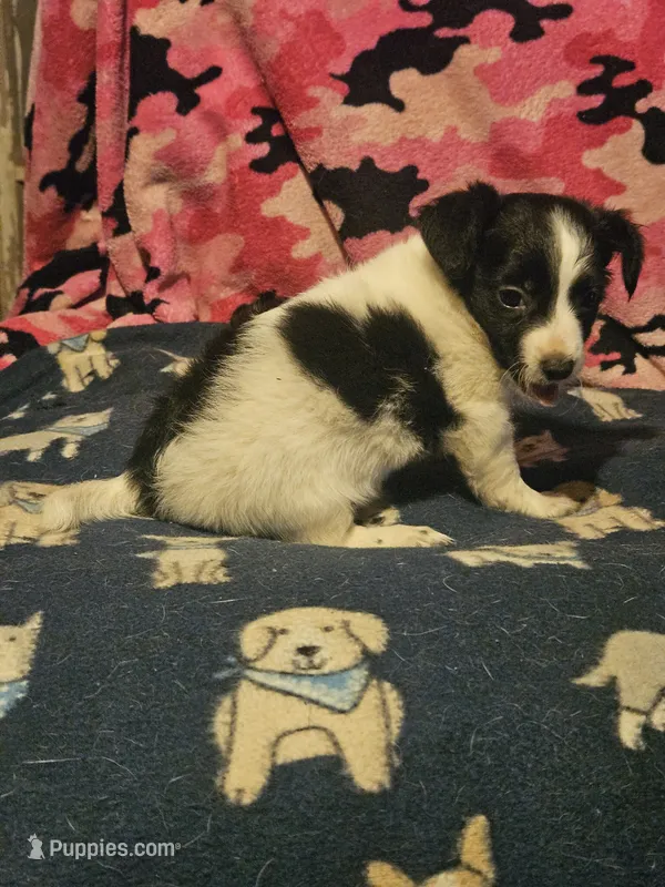 Price (T-Cup Chihuahua!) – Chihuahua puppy for sale in Cape Girardeau, MO