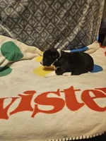 Misty (T-Cup), a female Chihuahua for sale in Cape Girardeau, MO – 6 of 10