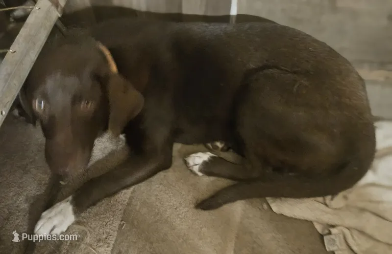 Cierra (Trained) – Border Collie, Labrador Retriever puppy for sale in Cape Girardeau, MO