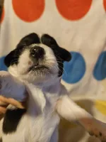Emma (T-Cup, Call-Text), a female Chihuahua for sale in Cape Girardeau, MO – 2 of 10