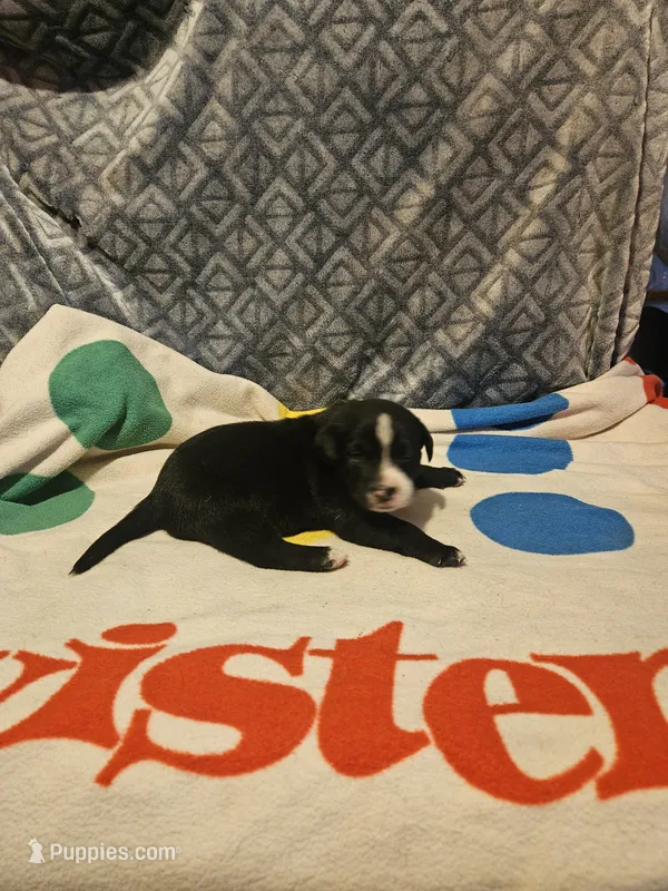 Girly – Border Collie puppy for sale in Cape Girardeau, MO