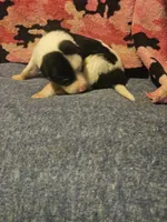 Tia, a female Border Collie for sale in Cape Girardeau, MO – 9 of 10