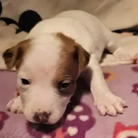 Ellie (T-Cup, Call-Text), a female Chihuahua for sale in Cape Girardeau, MO – Photo 2 of 10